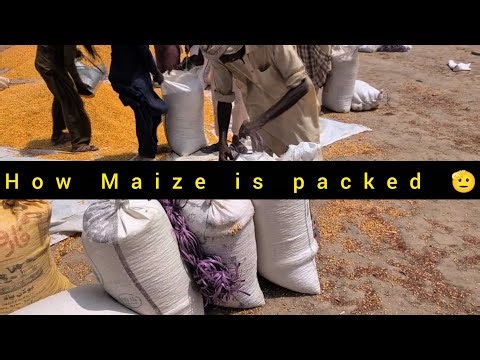 How maize is packed: Laborers Packing Maize for Market Journey