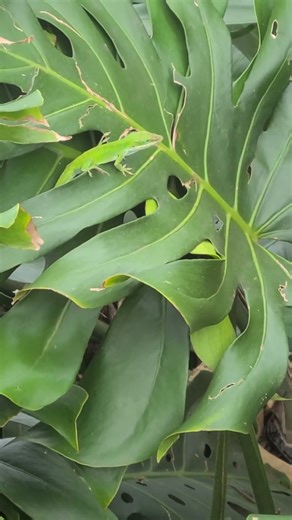 Green Anoles Lizard Oahu, Hawaii