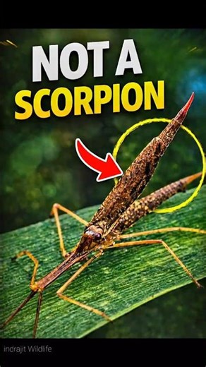 Not a Scorpion! This Water Scorpion Is Terrifying 😱