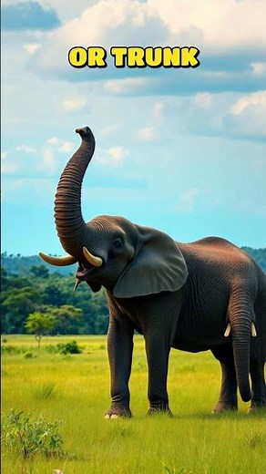 Elephant Trunk up or Down? Good Luck? #spiritanimals #elephant #fengshui