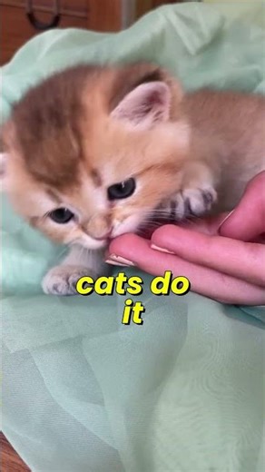 Cat Kneading Means infant regression