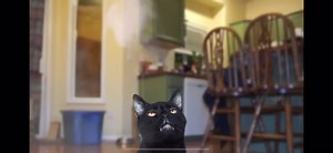 #diary #cat #talkingkittycat #catnip