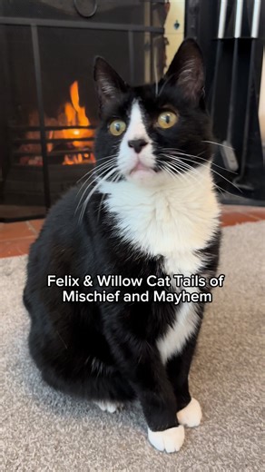 Felix and Willow: Cat Tails of Mischief and Mayhem