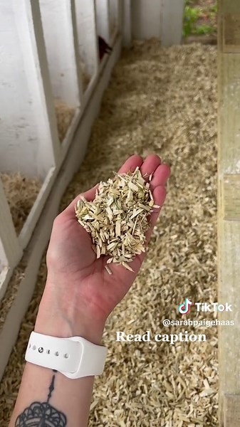 Let’s talk poop shelf 💩 The poop shelf is amazzing...(Lol) but it really is! This allows my coop to stay clean, moister free, pest free & disease free. A coop that’s filled with poop, moisture & doesn’t get cleaned frequently is just a gross place for bacteria to live, pest to enjoy & moisture to hurt your chickens over time. That’s why I do the poop shelf! At night when my girls go to roost, and their droppings fall into the dry sand & by morning it’s completely dry itself. Not only is that a
