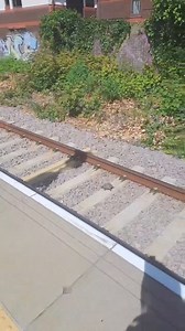 69K views · 256 reactions | Is anybody missing a tortoise? This little guy seems to have sh-eloped from his owners and made it to Southend. He's now safely shell-tering with ticket office staff! | c2c Rail | Facebook