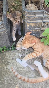 The Running Kitty: Always run when your friend is in danger #funny #cute 🤣🤣 | Andaman Baby