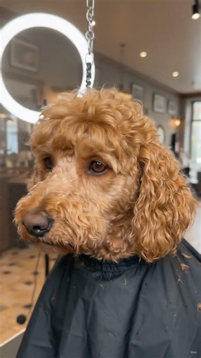 Poodle grooming
