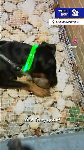 Rat-hunting dogs kill rodents in DC