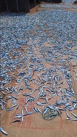This Is How Dry Fish Is Made in My Village! 🌞🐟Sun-Dried Fish Making #DryFishMaking #dryfish #fishing