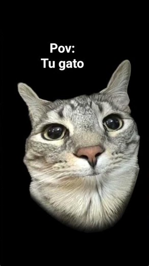 POV: Tu gato #Cat #Gato #Gatos #Cats