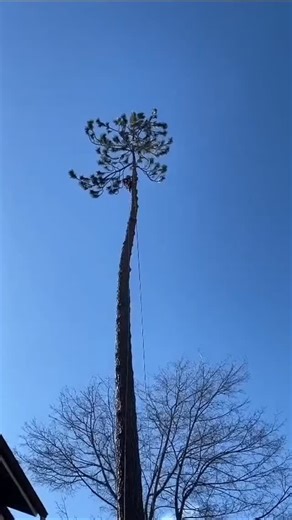 Little Bear Tree Solutions on Instagram: "Smooth as butter @i6mobbin deserves a raise with that rope work. Didn't feel a thing. #bluecollar #climbing #tree #skills #work"