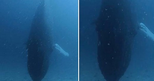Diver encounters singing humpback whale at the bottom of the sea