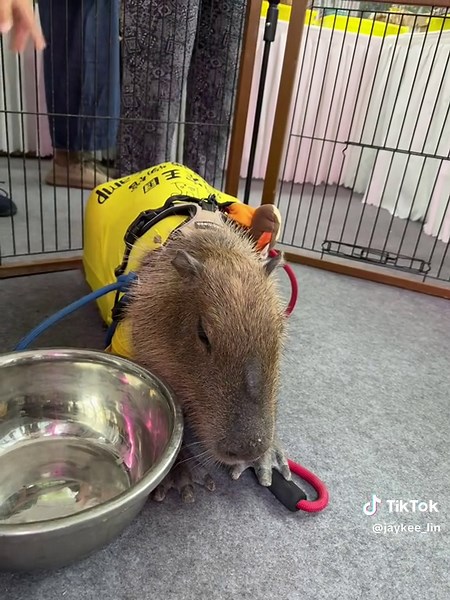 capybara.gif↔️capybara.jpg #capybara