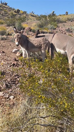 112K views · 2.8K reactions | Check it out! Video captures baby burro outside Oatman, Arizona near Laughlin  | FOX5 Las Vegas | Facebook