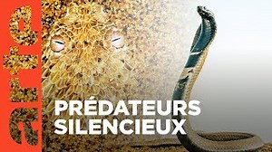 Documentaire | Serpents venimeux d’Afrique