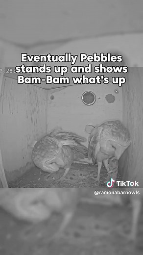 Meet Pebbles and Bam-Bam: The New Owl Couple