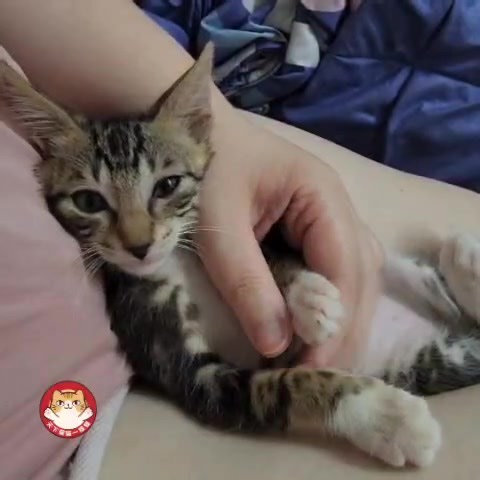 1.2K views · 77 reactions | 食完飯梗係同貓貓玩啦 [[建議收藏，適合反覆享用]]...