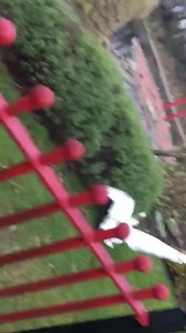 Sinister Swan Fight at elite wealthy residence Cypress Point. Invading swans attack resident swans with “feathers everywhere”. The invading swans are that angry and dominant they are “unapproachable by humans”. Exclusive video footage was captured by well-known resident Steven Lewandowski. | Lytham St Anne’s News