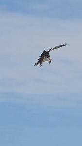 incredible skill of a hawk catching fish! 礪 #WildlifeSkills #HawkFishing #NatureMastery #SavannahLife #PredatorAndPrey | Ba Universal | Facebook