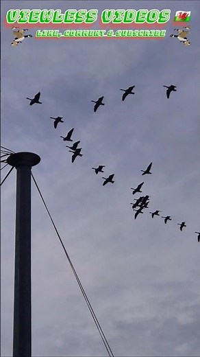 Nature’s airshow: Geese in typical V formation #geese #wildlife #nature