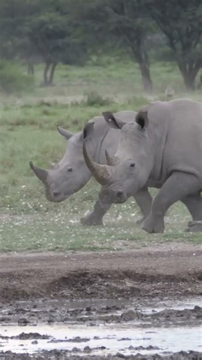 Rhinos: Cute but Smelly Socialites!