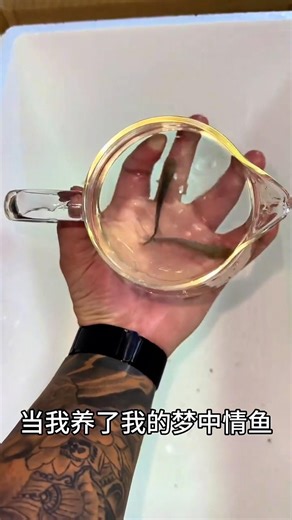 Cutest Predator in the Water 💦 #arapaima #fishing #mrfish #aquaticpets #fish #predatorfish