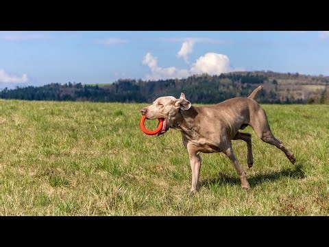 Weimaraner vs Doberm