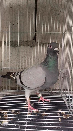 Taiwan Birds BULACAN, PAMPANGA, MANILA, CAVITE LAGUNA, OLONGAPO, ZAMBALES, BATANGAS AT MARAMI PANG LUGAR BASTA LUZON KA GCOD KA! 😁 #TaiwanBirds #Taiwanbird #legittaiwanbirds #noanimalswereharmedinthispost #noanimalswereharmed #no_animals_were_harmed_in_this_post #Taiwanbird #Taiwanbirds #Taiwanracingpigeons #Taiwanbirds | Taiwan Bird Pampanga