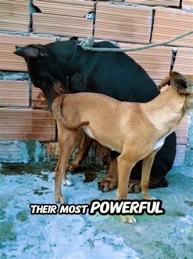 Why Do Dogs Sniff Each Other? The Surprising Reason