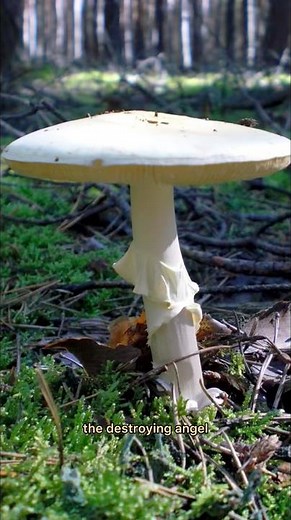 DEADLIEST MUSHROOM ON THE PLANET 💀🤍 #destroyingangel #amanitavirosa #foraging