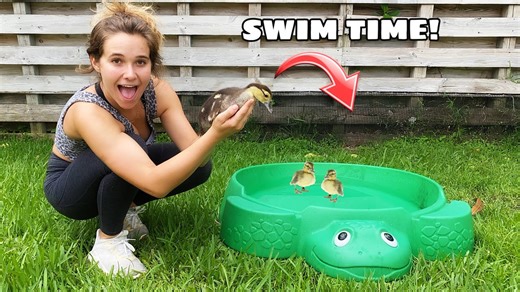 From Waddling to Swimming: Baby Ducks’ Big Adventure