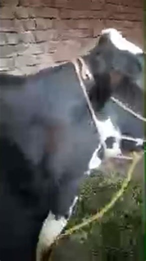 Live highlight