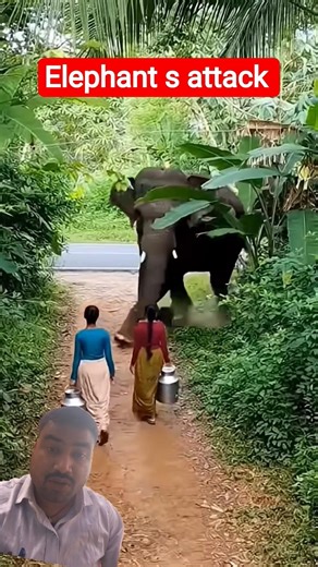 Elephant s attack #greenscreen #greenscreeneffect #greenscreenvideo #greenscreen