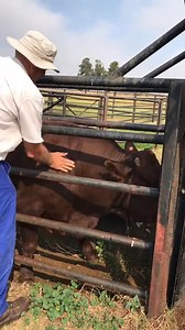 39K views · 14 reactions | He didn’t feel a thing! #bull #farmlife #cattle #fyp #farmtok #africa #kzn #inject | Jonathan Bell | Facebook