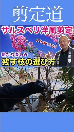 [I want to make it smaller!!] Pruning a smoke tree - You can reset the size and height #GardenTre...
