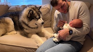 Giant Wolves Meet Their New Baby Brother! | Life with malamutes