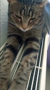 "Doğalgaz faturasını Duman ödüyor herhalde! 😂 Bu keyif kaçmaz, abone ol takipte kal! ✨" #dumanzeydum