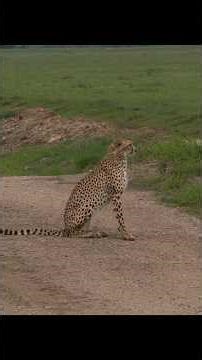 Amboseli National Park 🇰🇪 | Elephants with Mount Kilimanjaro | MilesSmilesKiran