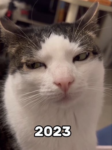 Legendary Cat Memes: A Nostalgic Journey
