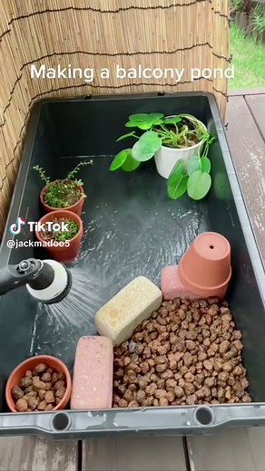 Small Balcony Pond Ideas: How to Build a Small Pond with Rice Fish and Aquatic Plants