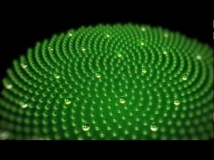 MATHEMATICS IN NATURE PROVES INTELLIGENT DESIGN