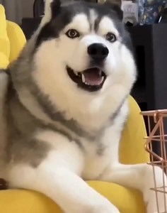 Talk to the husky 🗣 Cre: camphusky | Husky Overload