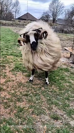 Rams Horn Rescue: How a Sheep Fights Metal with Instinct
