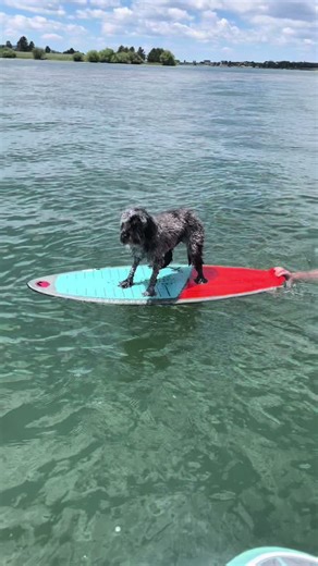 Celebrating America in Island park. 2024 #merica #islandparkidaho #yellowstone @trinlee @Mike McCarty