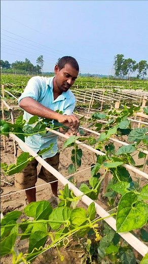 From Ground to Trellis: Step-by-Step Pointed Gourd Training #shorts