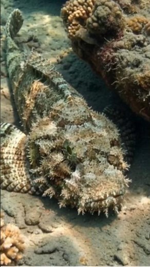 The World's Most Dangerous Fish! 🌊 | Stonefish Facts