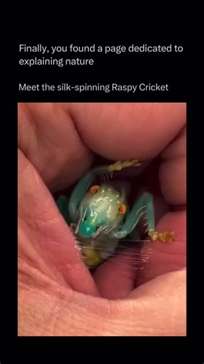 Explaining Nature | The silk-spinning raspy cricket is one of nature’s most unusual insect architects. Unlike most crickets, which simply hide in crevices or... | Instagram