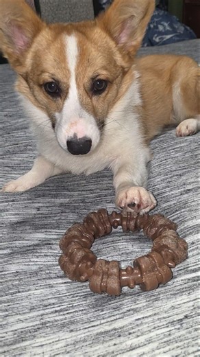 well I think this puppy has a favorite #corgi #doggielife #puppy #dog #pet