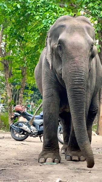 A Gentle Giant with a Heart Full of Love ❤️