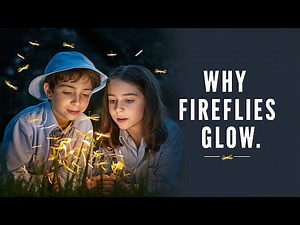 Why Do Fireflies Glow at Night? | Scientific Explanation & Experiments